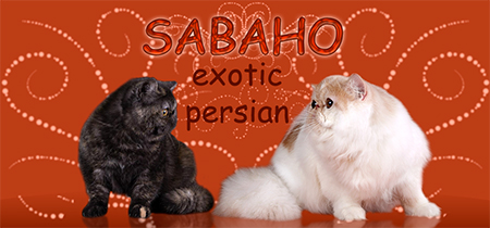 Sabaho cattery - Persian and Exotic